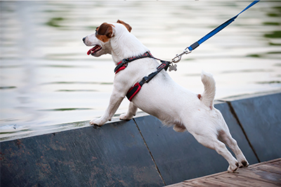 mejor arnés para pasear perros